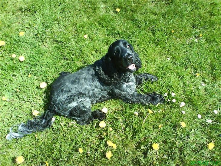 Cocker spaniel Græshavens Adonis billede 1