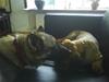 Boerboel Balder Teglborg*i himlen*