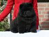 Chow chow Dai Lan Zung Tzung Le