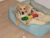 Labrador retriever Sako