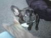 Fransk bulldog Charco