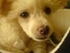 Chinese crested powder puff Yuki Athena Liv