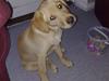 Labrador retriever Maggie