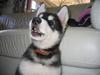 Alaskan malamute Kota*RIP*