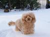 Toypuddel Dolly