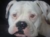 Amerikansk bulldog samson
