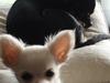 Chihuahua Loui