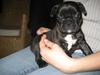 Fransk bulldog Berta [ Himmelhund]