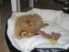 Pomeranian Emma
