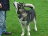 Alaskan malamute Chinuq