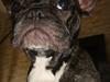 Fransk bulldog Mille