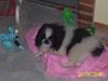 Pekingeser Cherrie d 2