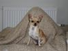 Chihuahua ¨˜”°º•Gucci•º°”˜¨
