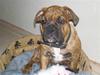 Olde english bulldogge Dárlingbulls Heavy Bullit