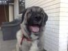 Kangal süslü