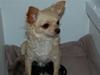 Chihuahua Thit