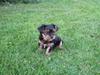 Yorkshire terrier CoCo