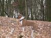Amerikansk staffordshire terrier Opal Du Oxygen