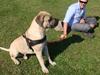 Boerboel Ferdinand