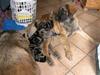 Leonberger JJ -egentlig Janis Joplin