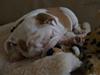 Engelsk bulldog Robert