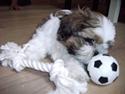 Shih tzu Diego