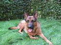 Schæferhund Kanto R.I.P.