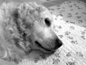 Golden retriever Mille *NU MIN MÅNE* <3