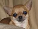 Chihuahua ChiStars Al Capone DKCH