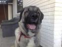Kangal süslü