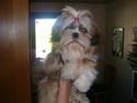 Shih tzu Puk