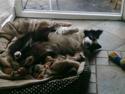 Border collie Filla