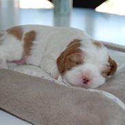 Cavalier king charles spaniel Loulou