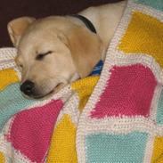 Labrador retriever Sako