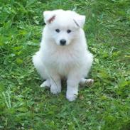 Samojedhund Congo