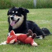 Blanding af racer Thor