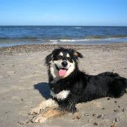 Blanding af racer Thor