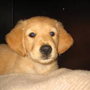 Golden retriever Dina