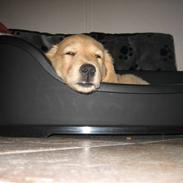 Golden retriever Dina