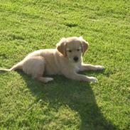 Golden retriever Dina