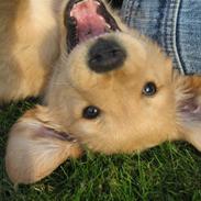 Golden retriever Dina