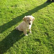 Golden retriever Dina