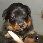 Rottweiler Sv-vagts Cayman