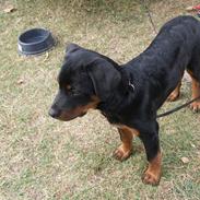 Rottweiler Sv-vagts Cayman