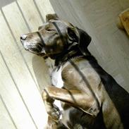 Blanding af racer Bastian (aka. Basti)