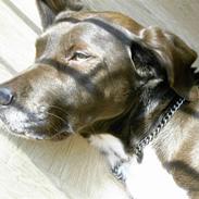 Blanding af racer Bastian (aka. Basti)