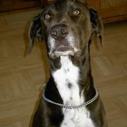 Blanding af racer Bastian (aka. Basti)