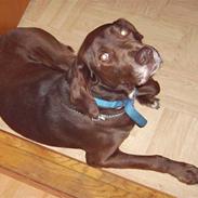 Blanding af racer Bastian (aka. Basti)