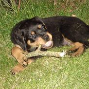 Rottweiler tyson R.I.P d. 16/4 2010