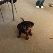 Rottweiler tyson R.I.P d. 16/4 2010